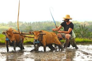 a man with two cows pulling a plow at Puri Dajuma Beach Eco-Resort & Spa in Pulukan +53 photos