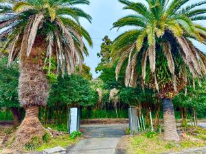 Jardí fora de 大島ニュービラサルビア