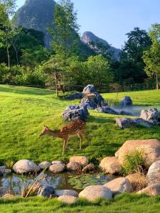 Eine Giraffe steht im Gras in der Nähe eines Teichs in der Unterkunft YINGMAN HOTEL in Yangshuo