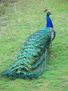 a peacock is standing on the grass at Calmira Boutique Stay in Kegalle