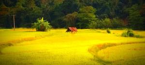 a bench in the middle of a field of grass at Calmira Boutique Stay in Kegalle