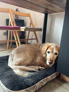 a dog laying on a dog bed under a table at Ada & Cimes in Bourg-Saint-Maurice