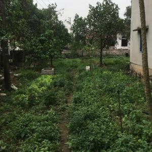 a yard full of weeds and trees and a building at Tam coc lotus lake homestay in Ninh Binh