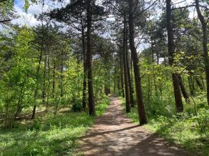 a dirt road through a forest with trees at Bungalowverhuur 't Lappennest in Noordwijk