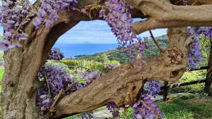 a tree with purple flowers growing on it at Sea view villa with large garden in Campo nell'Elba