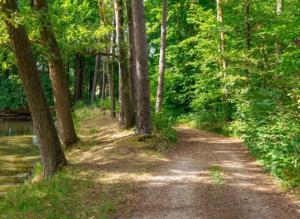 a dirt road through a forest with trees at Pension Deinhardt in Hirschaid