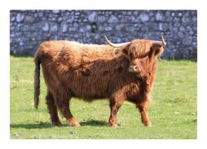 a brown bull standing in a field of grass at Caban Caru 2 in Tywyn +2 photos