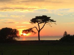 a tree in front of the ocean at sunset at Caban Caru 2 in Tywyn
