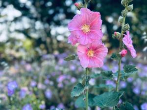 a bunch of pink flowers on a plant at Mountain pool house in Varnávas