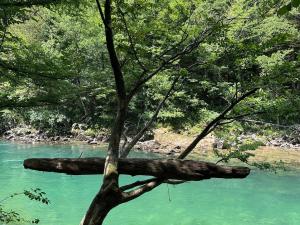 a tree in the middle of a river at Fethy`s House in Brod na Kupi