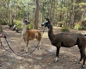 two llamas standing next to each other in a forest at Chandelle Park Farm Stay in Exeter +17 photos