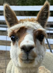 a close up of a llama at Chandelle Park Farm Stay in Exeter