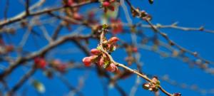 a branch of a tree with red berries on it at Pension Regina in Cochem