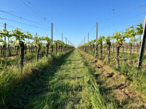 a row of grape vines in a field at Amelie No 3 Hotel & Appartements in Schweigen-Rechtenbach