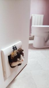 a cat sticking its head out of a door in a bathroom at Le Chaudron de Loguivy in Loguivy-Plougras +30 photos