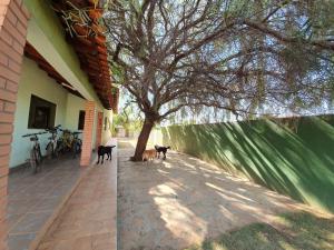 two dogs standing next to a house with a tree at Canto dos Pássaros in Brasília