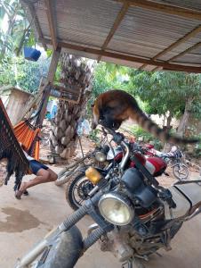 a cat is standing on top of a motorcycle at Casa de MaMa Bertha y Papacho in Rurrenabaque