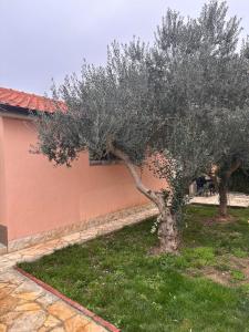 an olive tree in a yard next to a building at Kata in Privlaka