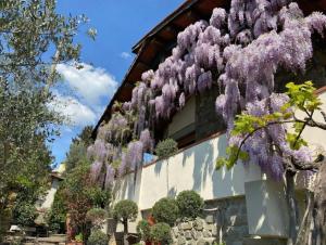 a wisteria hanging from the side of a building at Villa Gallorosso in Settignano