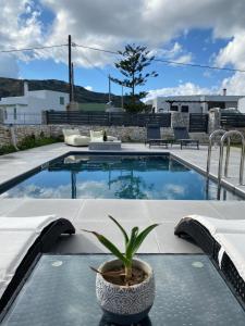 a potted plant sitting on a table next to a swimming pool at Zandre Luxury Suites in Skiros