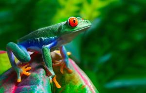 a red eyed frog sitting on a green leaf at Apartment by the Caribbean sea in Cahuita