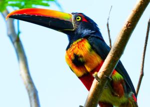a colorful bird sitting on a tree branch at Apartment by the Caribbean sea in Cahuita