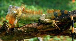 a green lizard sitting on a tree branch at Apartment by the Caribbean sea in Cahuita +35 photos