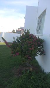 a tree with pink flowers in front of a building at white house Bluewaterbay in Gqeberha