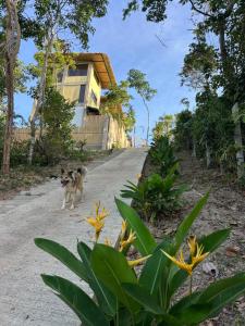 a dog walking down a road in front of a house at VISTA Cadlao in El Nido Airport +10 photos