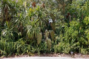 a garden with palm trees and other plants at Firefly Cottage in Mount Tamborine