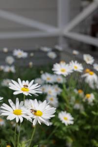 a bunch of white flowers with a bee on them at Firefly Cottage in Mount Tamborine +44 photos