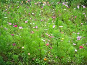 a field full of flowers in a field of grass at Holiday home with terrace in Villeneuve-dʼAllier