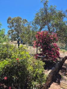 a garden with pink flowers and bushes at York - Mulyinjinin Valley Cottage in York