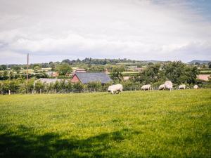 a group of sheep grazing in a field at Farmhouse Wing in Malpas