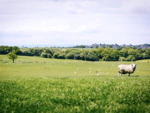 a sheep standing in a field of grass at Farmhouse Wing in Malpas
