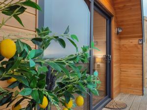 a house with a lemon tree in front of a door at Meikle Balloch - Ukc6069 in Newmill