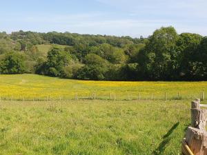 a field with a fence and a field of yellow flowers at Birch Cottage in Uckfield +2 photos