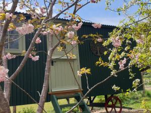 a tree with pink flowers in front of a green building at Dorset Alpaca Shepherd's Hut in Dorchester