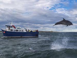 a dolphin jumping out of a boat in the water at Lindisfarne Cottage -Ukc5295 in Beadnell