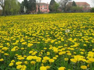 a field of yellow flowers in front of a building at Belvilla by OYO Villa Romana Uno in Pontecchio Polesine