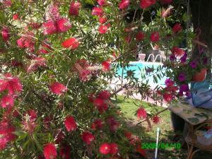a tree with pink flowers in front of a pool at B&B Desenzano in Desenzano del Garda