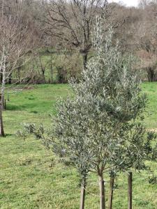a couple of trees in a field with grass at Chez Marie in Le Pallet