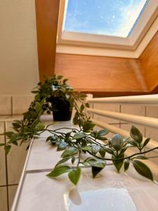 a table with plants on it with a window at Helle Ferienwohnung im Schwarzwald - 2 Schlafzimmer - WLAN - Holzapfel Apartments in Villingen-Schwenningen +22 photos