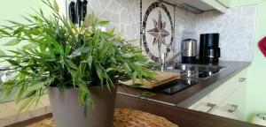 a large potted plant sitting on top of a kitchen counter at App-Wilhelmine-Haus-CoOp in Westerland +3 photos