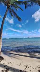 a beach with a palm tree and the ocean at Studio LY'S in Saint-François