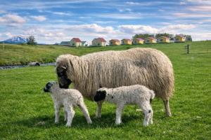 a sheep and two lambs standing in a field at Hótel Lækur in Hella