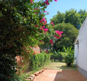 ein Garten mit rosa Blüten an einer Hecke und einem Gehweg in der Unterkunft Casa Pueblo Antiguo in San Ignacio
