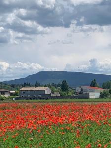 a field of poppies in front of a barn at Chic trainstation in Pomas