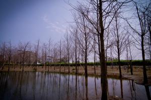 a group of trees standing in the water at Kaho Homestay II in Hualien City