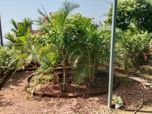 a group of palm trees in a garden at Fulora Guesthouse in Dapoli